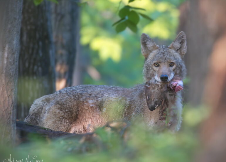 coyote with prey