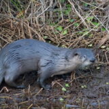 River otters