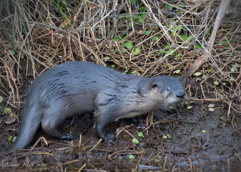 young river otter