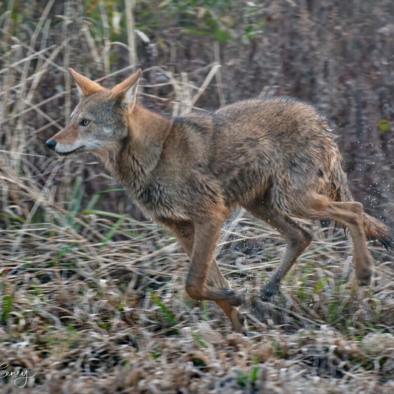 critically endangered red wolf running