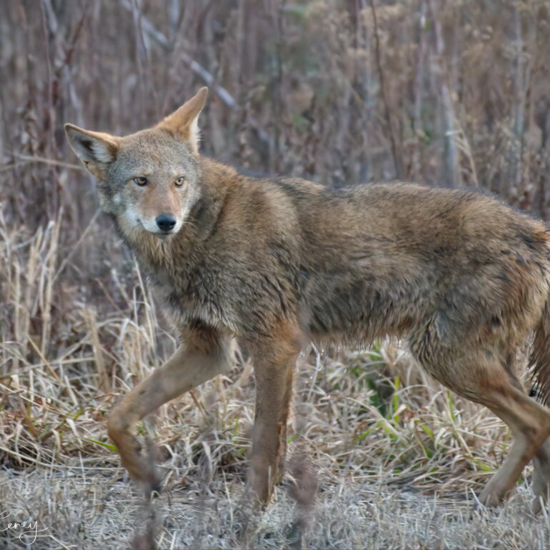 critically endangered red wolf pausing to listen