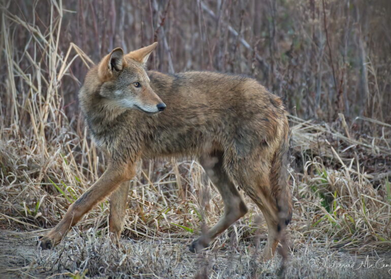 critically endangered red wolf