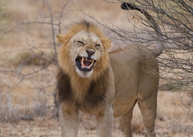 African lion showing teeth