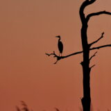 G’night! (Knotts Island, NC)