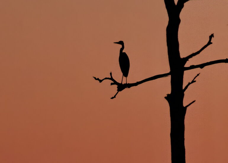 Great blue heron silhouetted against the sunset